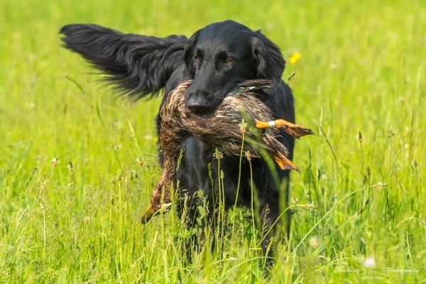 The Flat-coated Retrievers – Gamekeepers Retrievers